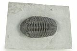 Prone Eldredgeops Trilobite - Sylvania, Ohio #257540-5
